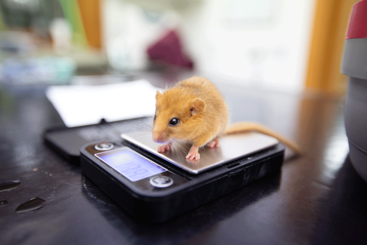 Dormouse assesment