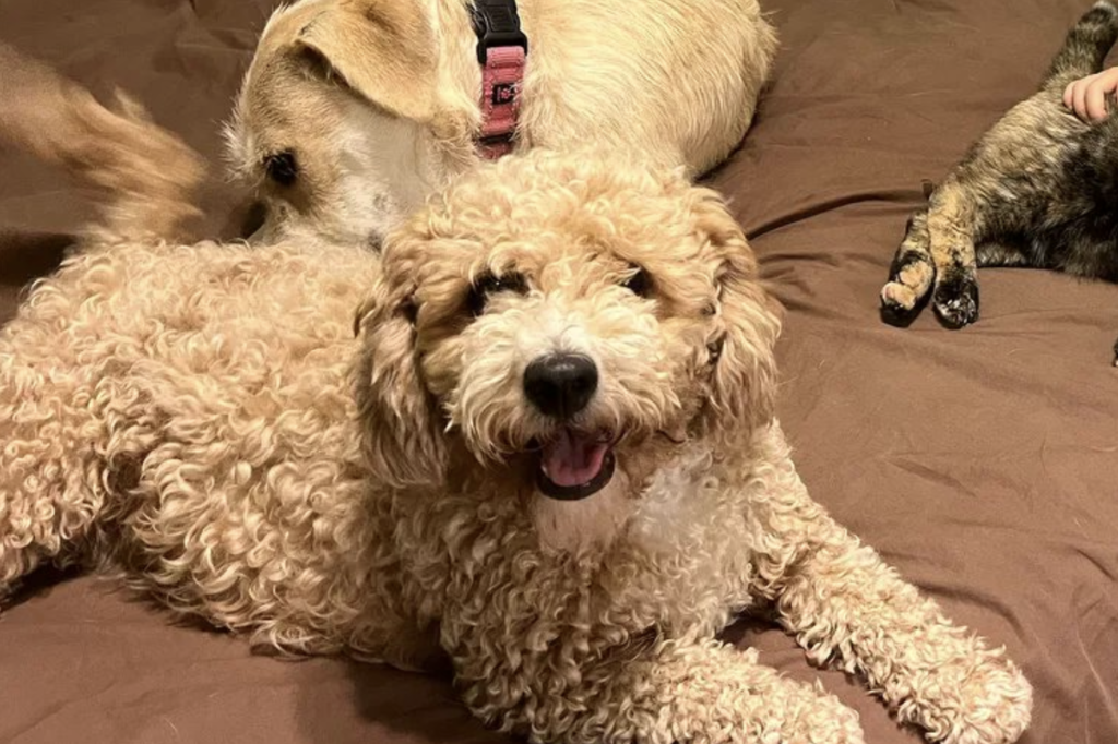 Lolly the Helper Dog